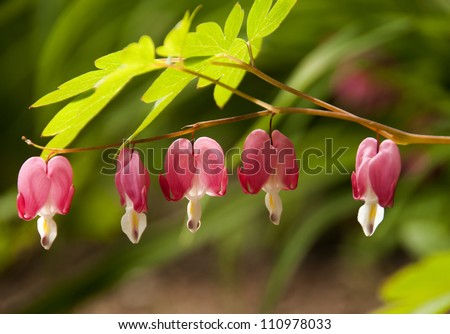 branch with leaves and Beautiful spring flowers