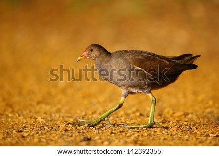 A Common Moorhen (Gallinula chloropus) walking by the river