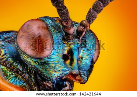 Extreme sharp and detailed view of unknown small metallic wasp head taken with microscope objective stacked from many shots into one very sharp photo (The wasp has 4mm body-size)