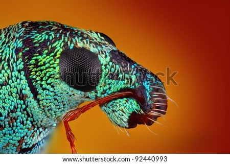 Extreme sharp and detailed study of metallic weevil taken with microscope objective stacked from many shots into one photo