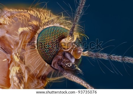 Extreme sharp and detailed study of mosquito head taken with microscope objective stacked from many shots into one photo