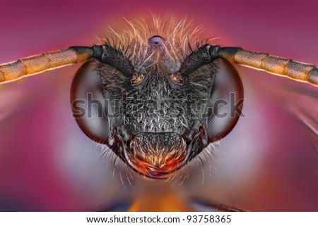 Extreme sharp and detailed study of bee head taken with microscope objective stacked from many shots into one photo