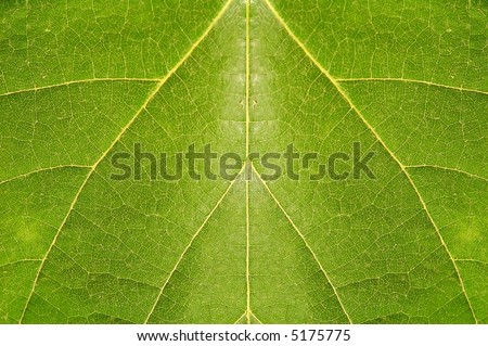 extreme close up from a leaf texture