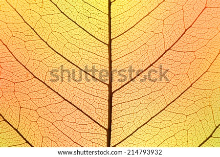 Background of Autumn colors Leaf cell structure - macro shot, natural texture
