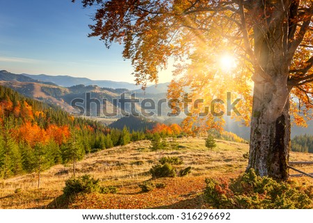 Early Morning Autumnal Landscape - yellow old tree against the sun, mountains range - beautiful fall season