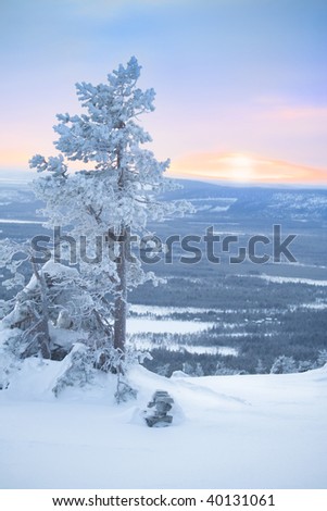 Snowy tree at dawn / winter morning / sunlight