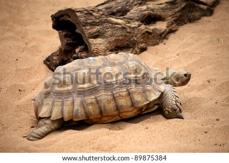 Big old turtle walking slowly on a sand in a Tenerife Loro zoo park