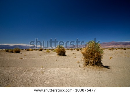 A stalk of plant in the Devil\'s Cornfield section of Death Valley National Park.