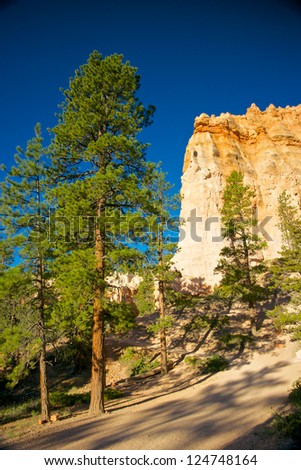 Pine trees stand tall in Bryce Canyon National Park beside large, orange rock hoodoos