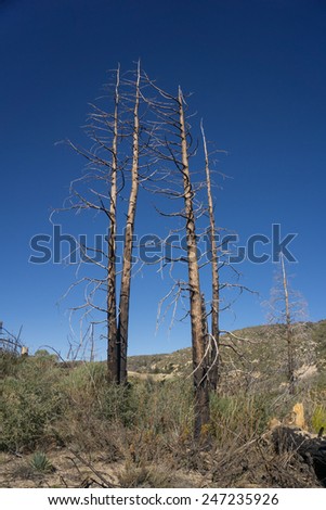Charred remains of trees stand in the Angeles National Forest of southern California.