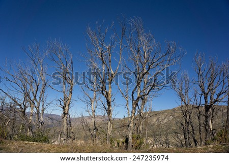 Line of charred burned trees overlook a valley in Angeles National Forest in California.