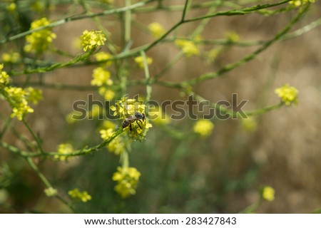 Bee inspecting a bright golden yellow mustard plant in brush.