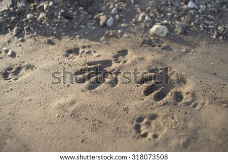 Track of an animal\'s paws in the mud and sand of a forest floor.