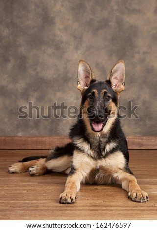 German Shepherd.  Guide dog in training.
