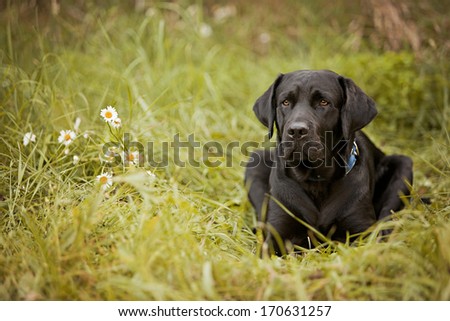 Beautiful black lab laying in a field.  Room for your text!