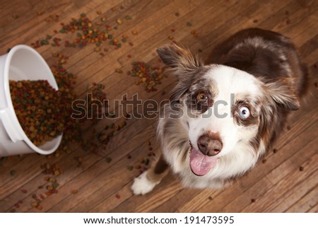 Australian husky next to a spilled tub of dog food.