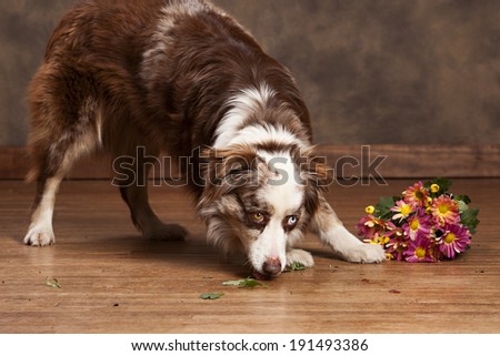 Naughty dog!  Australian shepherd looking at a pot of flowers on the floor.