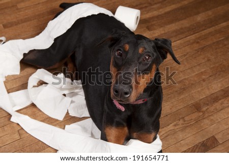 Doberman sitting in a pile of shredded toilet paper.  Room for your text.