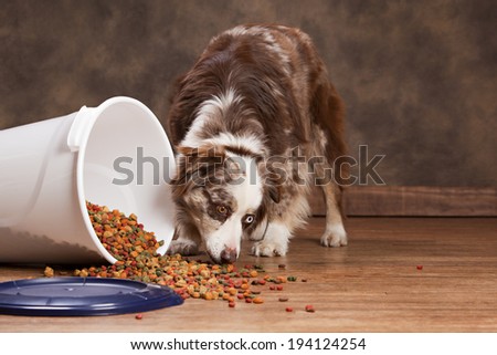 Australian husky eating from a spilled trash can full of dog food.  Room for your text.