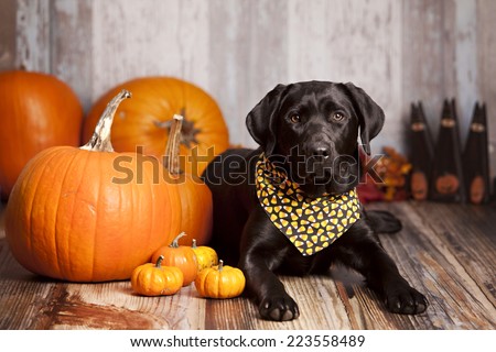 Black Labrador Retriever in a candy corn bandanna sitting next to some large pumpkins and gourds.