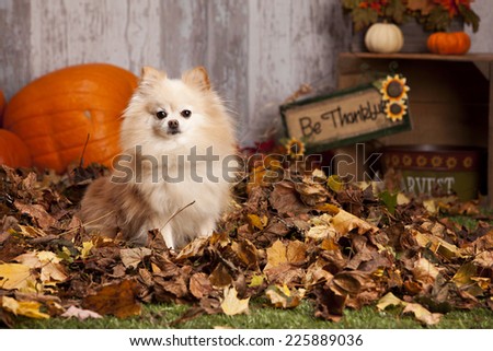 Adorable Pomeranian sitting in a pile of leaves with pumpkins and other fall decor in the background.