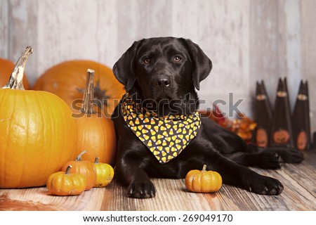 Beautiful black lab lying next to some pumpkins and gourds.  Room for your text.