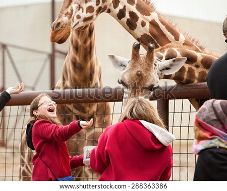 SUGARCREEK, OH - MAY 19, 2015:  Young girl enjoying feeding the giraffes at an exotic animal farm.