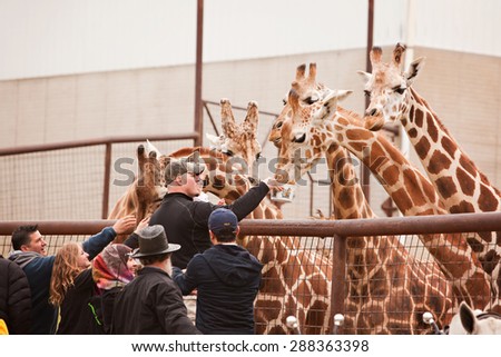 SUGARCREEK, OH - MAY 19, 2015:  A group of tourists feeding the giraffes at an exotic animal farm.