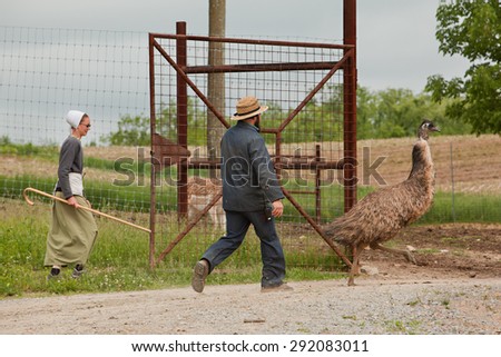SUGARCREEK, OH - MAY 19, 2015:  Amish man chasing an Emu into a gated area. Young Amish woman holding a shepherd staff standing by ready to close the gate. Focus on the Amish man.
