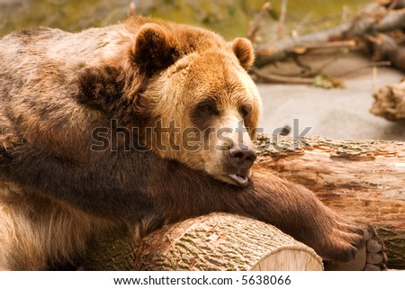 head and shoulders portrait of a sleepy  brown bear resting on a log.
