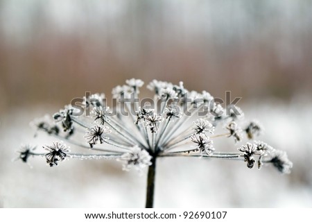 withered plant with frost in winter
