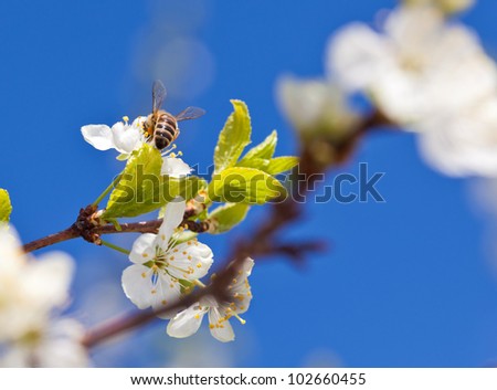 Bee on apple blossom; closeup of a beautiful spring apple tree against blue sky, shallow field