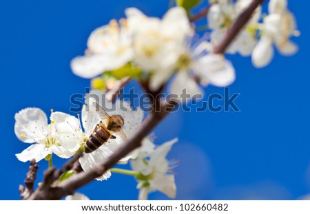 Bee on apple blossom; closeup of a beautiful spring apple tree against blue sky
