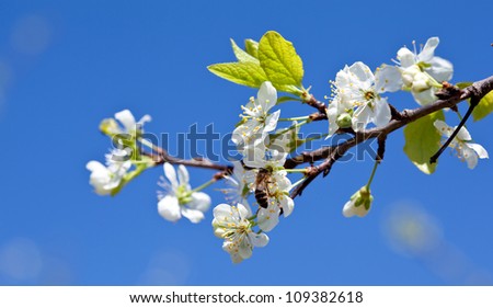 Bee on apple blossom; closeup of a beautiful spring apple tree against blue sky and bee pollinating apple bloom