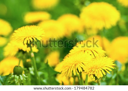 Dandelion meadow; closeup of beautiful yellow dandelions
