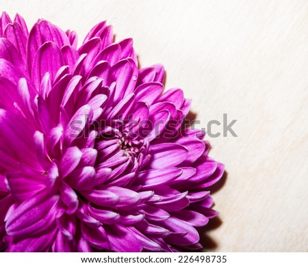 Purple chrysanthemum on neutral background