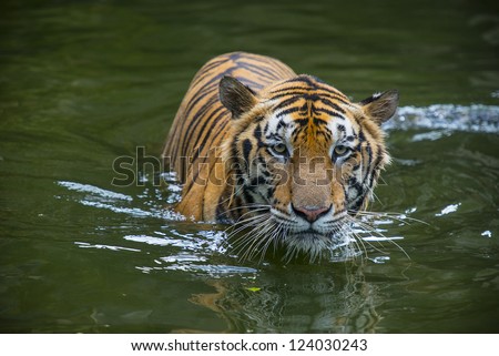 tiger walking in the water