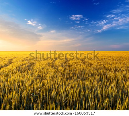 Field and sky. Agricultural landscape