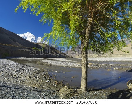 Tree and river in high mountain valley. Beautiful natural landscape
