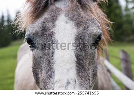 Horse head as a abstract composition. Animal on farm