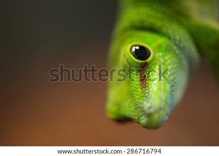 Reptile as a background. Natural composition