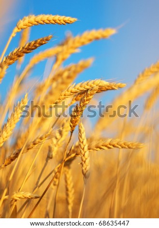 Ear of the wheat on field. Natural composition