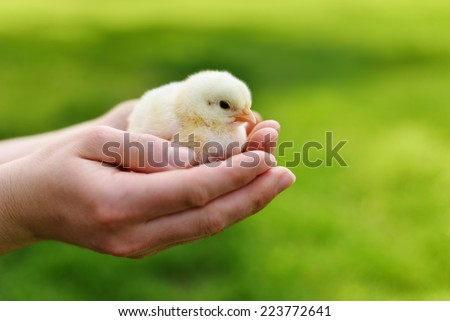 Hands Holding a Baby Chick
