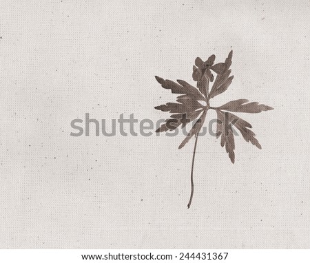 Anemone flower. Vintage illustration with botanical imprint or x-rays scan. Canvas texture linen fabric background. Vintage concept or conceptual old retro aged fabric. Sepia, brown, negatives