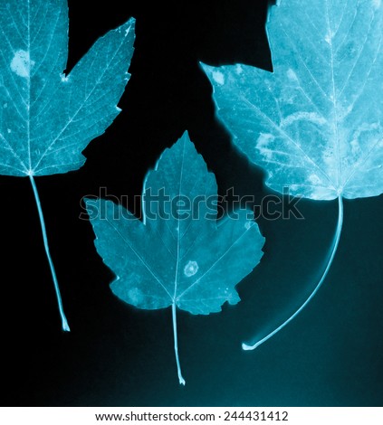 Beautiful maples leaves. X-ray film, old film grain background.