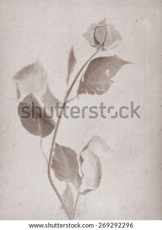 Beautiful rose. Vintage illustration botanical imprint, x-rays scan. Canvas texture linen, double exposure. Vintage concept or conceptual old retro aged fabric. Sepia brown, blur light. Bohemian