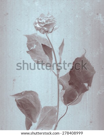 Beautiful rose. Daguerreotype. Film grain. Vintage illustration with botanical negative film x-rays scan. Canvas texture background. Vintage conceptual old retro aged postcard. Sepia brown. Bohemian