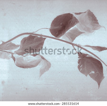 Beautiful rose branch. Daguerreotype. Film grain. Vintage illustration botanical negative film x-rays scan. Canvas texture background. Vintage conceptual old retro aged postcard. Sepia brown. Bohemian