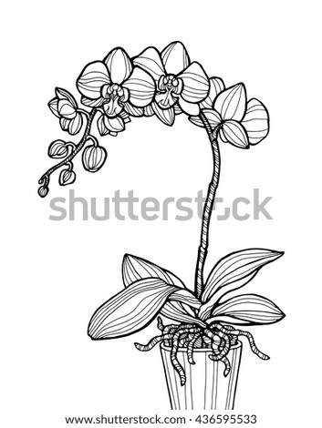 Vector Images Illustrations And Cliparts Exotic Orchid Flower Home Plant Vector Engraving Botany Artwork Coloring Book Page For Adult Gift For Young Girl And Women Black And White Flowers Hqvectors Com