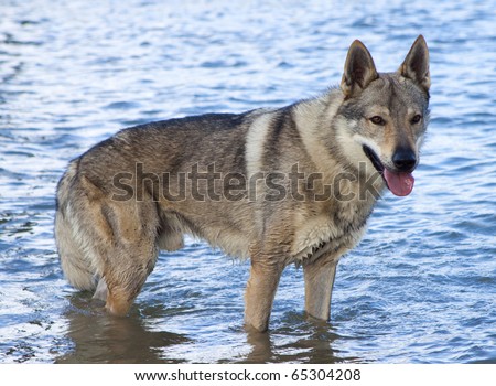 Czechoslovakian Wolf dog.